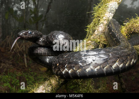 Un grand Sipo (Chironius grandisquamis) une espèce de serpent d'Amérique du Sud, est alerte et défensive. Banque D'Images