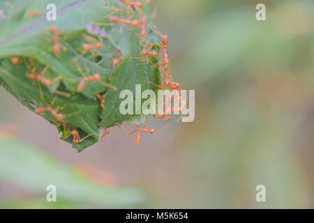 (Oecophylla smaragdina Red Ant Ant) , l'article, l'action d'ant Banque D'Images