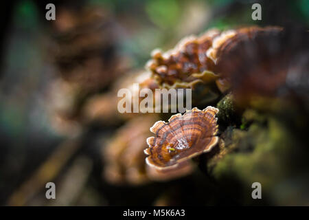 Champignons, champignons ling zhi sur un vieux morceau de bois dans la forêt tropicale Banque D'Images