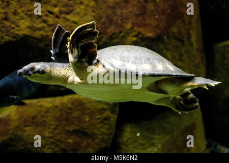 Tortue à nez de cochon aussi connu sous le nom de tortue-dénoyautées ou Fly River tortue dans l'eau douce dans un aquarium installation zoologique Banque D'Images