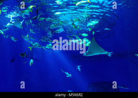 L'océanarium sealife à grande échelle avec de nombreuses espèces d'animaux sous l'eau dans un aquarium zoologique Banque D'Images