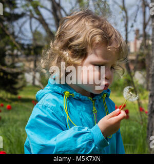 Belle petite fille soufflant le pissenlit. Selective focus Banque D'Images