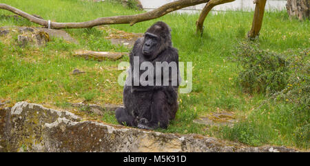 Gorilla assis sur une pierre Banque D'Images