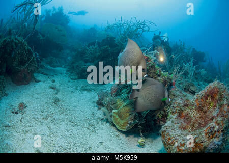 Scuba Diver découvre Gray Angelfishes (Pomacanthus arcuatus), l'île d'Utila, Bay Islands, Honduras, Caraïbes Banque D'Images