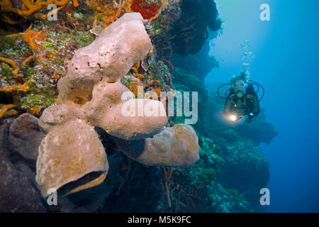 Les amateurs de plongée sous-marine à un récif de corail des caraïbes avec des éponges baril, l'île de Cozumel, Mexique, Caraïbes Banque D'Images