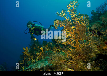 Scuba Diver à un ventilateur en eau profonde, de coraux à l'île de Cozumel, Mexique, Caraïbes Banque D'Images