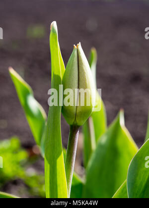 Boutons de tulipes dans le jardin au début du printemps Banque D'Images