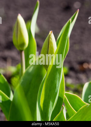 Boutons de tulipes dans le jardin au début du printemps Banque D'Images