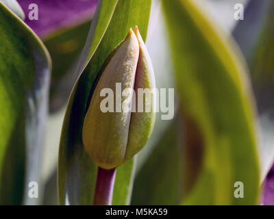 Plus Unblown tulip bud au printemps Banque D'Images