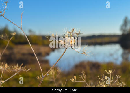 Voir par reed au-dessus d'un lac dans une réserve naturelle, ciel bleu, arbres en miroir dans l'eau, Schwenninger Moos, Allemagne Banque D'Images