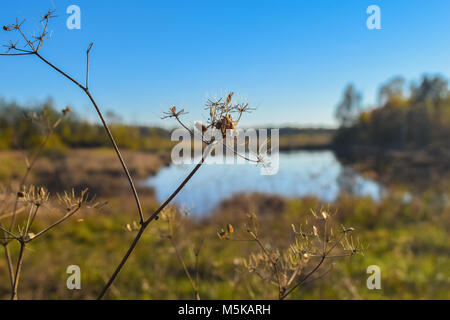 Voir par reed au-dessus d'un lac dans une réserve naturelle, ciel bleu, arbres en miroir dans l'eau, Schwenninger Moos, Allemagne Banque D'Images