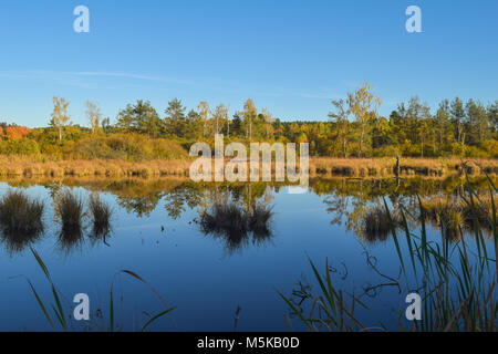 Voir plus d'un étang par reed dans une réserve naturelle, ciel bleu, arbres en miroir dans l'eau, Schwenninger Moos, Allemagne Banque D'Images