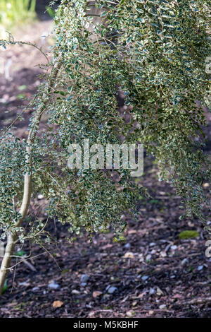 Azara microphylla 'Variegata'. Boîte de feuilles panachées azara feuillage en février. UK Banque D'Images