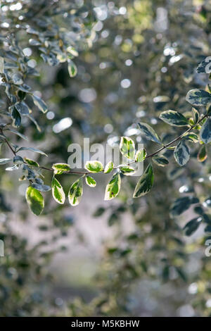 Azara microphylla 'Variegata'. Boîte de feuilles panachées azara feuillage en février. UK Banque D'Images