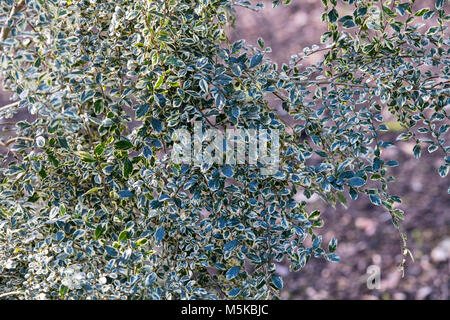 Azara microphylla 'Variegata'. Boîte de feuilles panachées azara feuillage en février. UK Banque D'Images