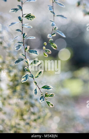 Azara microphylla 'Variegata'. Boîte de feuilles panachées azara feuillage en février. UK Banque D'Images