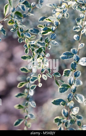 Azara microphylla 'Variegata'. Boîte de feuilles panachées azara feuillage en février. UK Banque D'Images