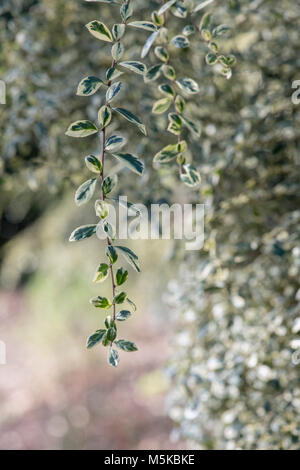 Azara microphylla 'Variegata'. Boîte de feuilles panachées azara feuillage en février. UK Banque D'Images