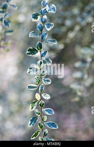 Azara microphylla 'Variegata'. Boîte de feuilles panachées azara feuillage en février. UK Banque D'Images