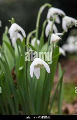 Galanthus 'Lady Stanley beatrix'. Fleurs Snowdrop en février. UK Banque D'Images