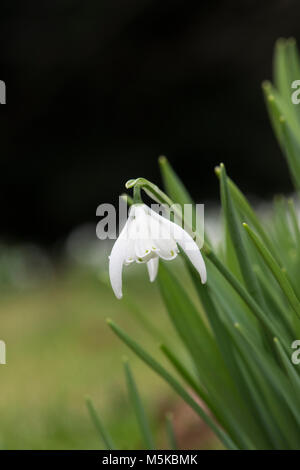 Galanthus 'Lady Stanley beatrix'. Fleurs Snowdrop en février. UK Banque D'Images