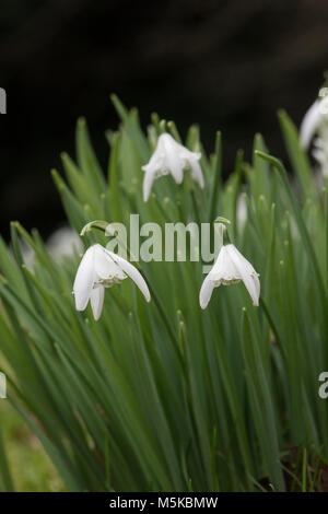 Galanthus 'Lady Stanley beatrix'. Fleurs Snowdrop en février. UK Banque D'Images