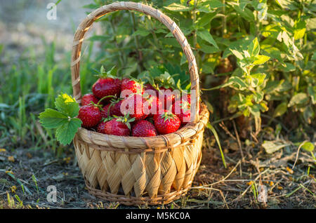 Une fraise mûre dans un panier en osier. Banque D'Images