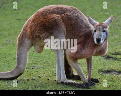 Le kangourou rouge (Macropus rufus) est le plus grand de tous les kangourous, le plus grand mammifère terrestre en Australie, et le plus grand marsupial. Banque D'Images