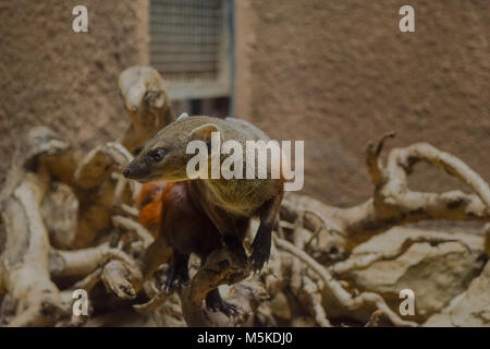 Ring-tailed mongoose Banque D'Images