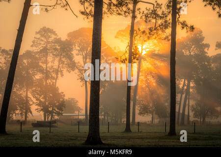 Soleil du matin rayonne de derrière une ligne de grands arbres illuminés la case en face d'eux , Tifton, Georgia. Banque D'Images