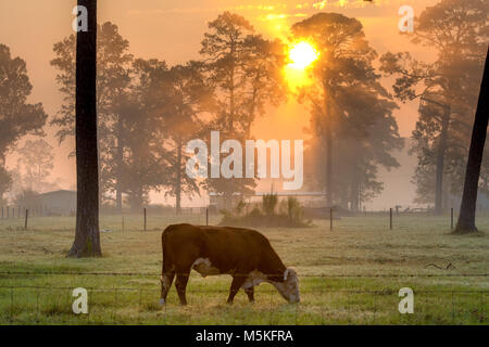 Steer mange de l'herbe dans le champ brumeux comme le soleil rayonne de derrière une ligne de grands arbres, Tifton, Georgia. Banque D'Images