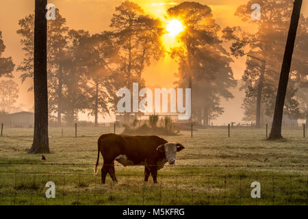 Steer mange de l'herbe dans le champ brumeux comme le soleil rayonne de derrière une ligne de grands arbres, Tifton, Georgia. Banque D'Images