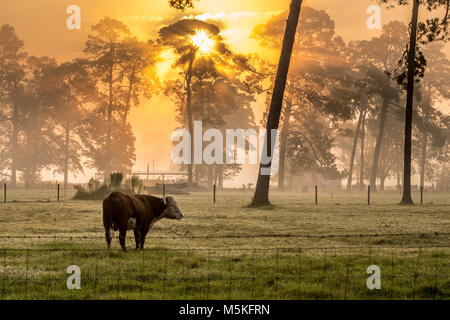 Steer mange de l'herbe dans le champ brumeux comme le soleil rayonne de derrière une ligne de grands arbres, Tifton, Georgia. Banque D'Images