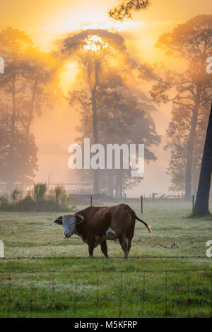 Steer mange de l'herbe dans le champ brumeux comme le soleil rayonne de derrière une ligne de grands arbres, Tifton, Georgia. Banque D'Images