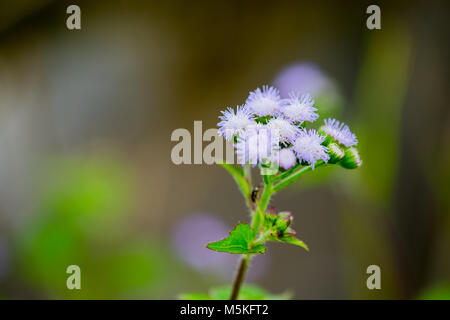 Billy Goat Weed ou Ageratum conyzoides en blanc avec un fond vert, selective focus. Banque D'Images