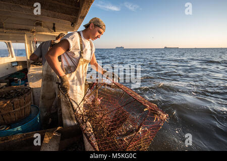 Waterman jeunes tirant dans des casiers à crabes sur bateau sur la baie de Chesapeake avec l'horizon à l'arrière-plan, Dundalk, Maryland. Banque D'Images