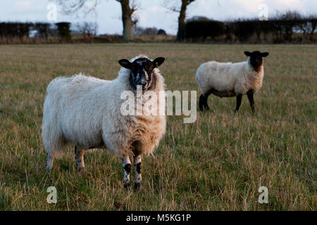 Deux moutons debout dans un champ Banque D'Images