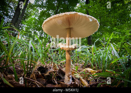 Grande coulemelle champignons comestibles Produits bio Banque D'Images