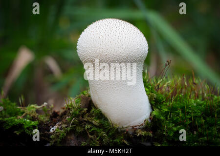 Les jeunes champignons Puffball funghi Banque D'Images