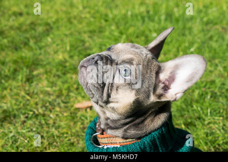 Bouledogue français chiot portant un cavalier - pris dans le soleil dans le jardin ( bleu - Sable ) Banque D'Images