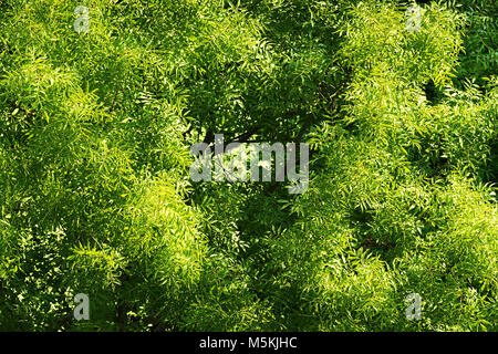 Fraxinus excelsior frêne commun, couvert des arbres avec les feuilles vertes. Couronne de l'arbre frêne Vue de dessus de l'antenne. Nature modèle ou d'arrière-plan. Banque D'Images