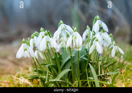Snowdrop des fleurs au printemps forest close up Banque D'Images