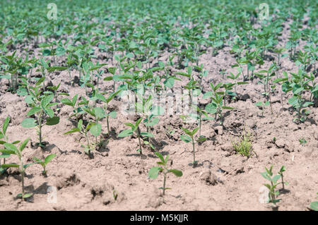 Rangées de haricots de soja cultivés au champ Banque D'Images