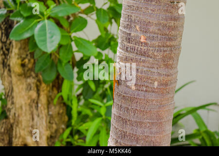 Un arbre d'escalade Reptile Banque D'Images