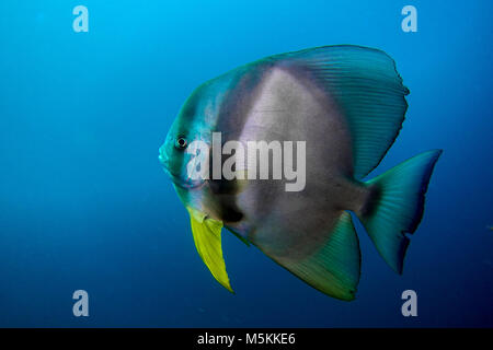 Portrait d'un poisson chauve-souris dans l'Oman hallanyiat island Banque D'Images