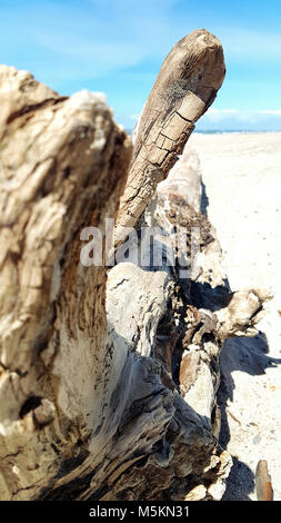 Arbre généalogique de bois flotté sur la plage par beau temps Banque D'Images