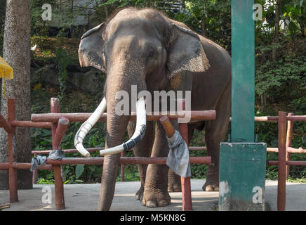 L'éléphant d'Asie Thaïlande Banque D'Images