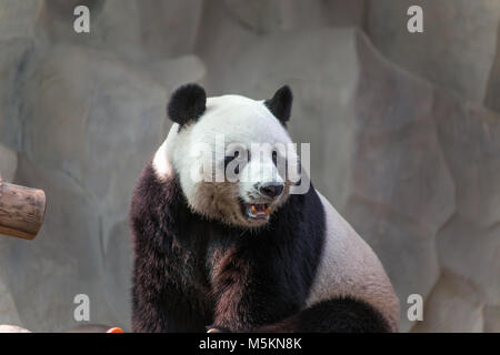CHIANG MAI, THAÏLANDE, février, 19, 2017 - Big Panda dans le Zoo de Chiang Mai, Thaïlande Banque D'Images
