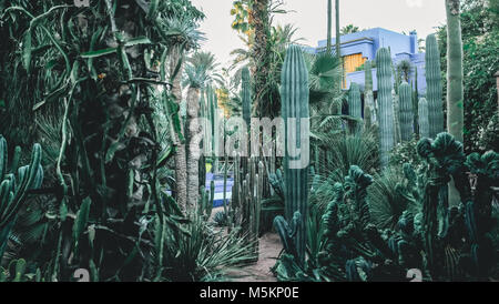 Les jardins Majorelle à Marrakech, Maroc, peintes en bleu avec les plans de cactus et de palmiers Banque D'Images