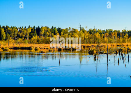 Vue sur un lac dans une réserve naturelle, ciel bleu, arbres en miroir dans l'eau, Schwenninger Moos, Allemagne Banque D'Images